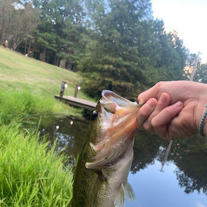 Meet your Posher, Maxim